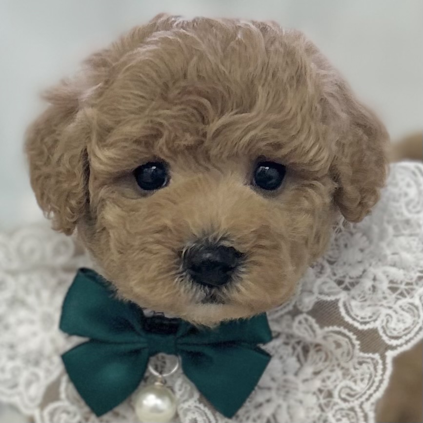 2026年4月29日生まれのハーフ犬・ミックス犬