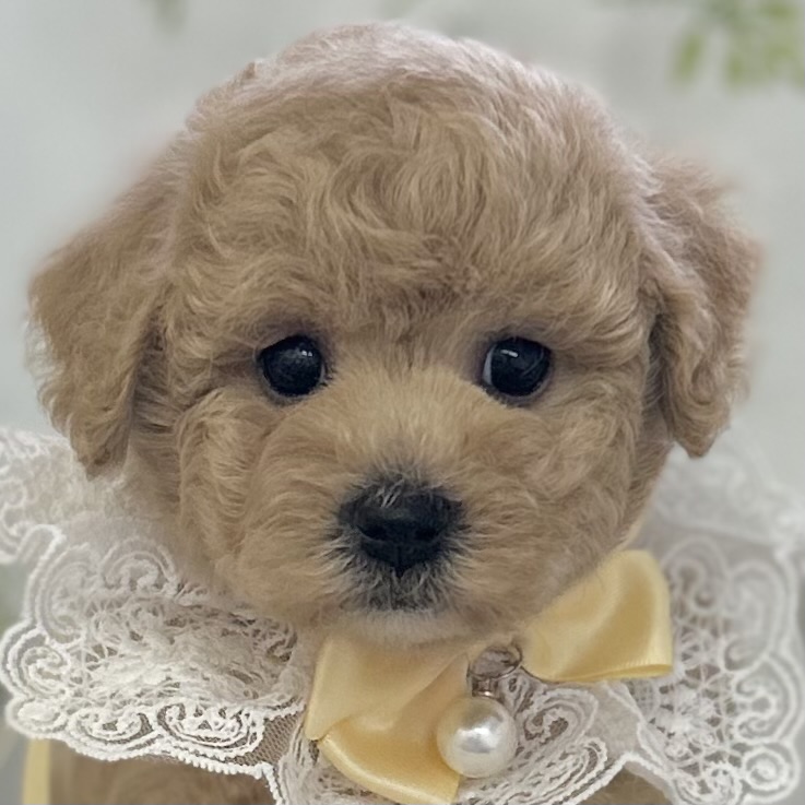 2026年4月29日生まれのハーフ犬・ミックス犬