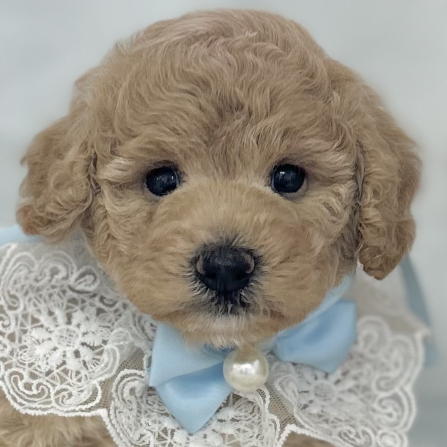 2026年4月29日生まれのハーフ犬・ミックス犬