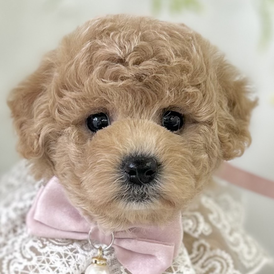2026年4月29日生まれのハーフ犬・ミックス犬