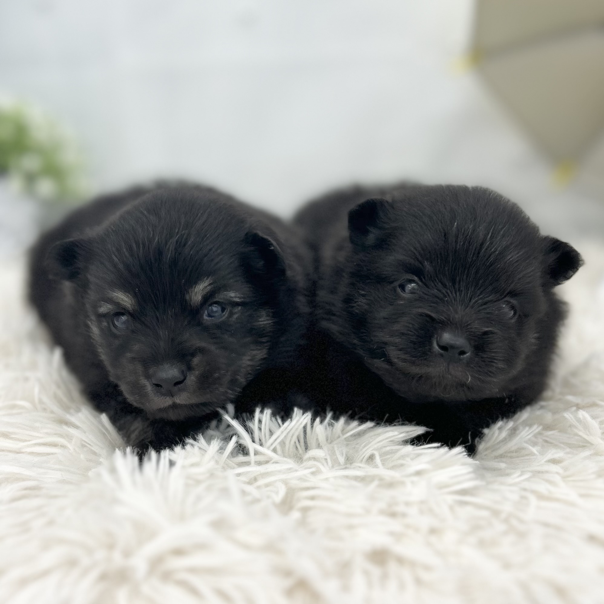愛知県のポメラニアン (ファミリーペット 豊明店/2026年5月23日生まれ/男の子/ブラックタン)の子犬の1枚目の画像