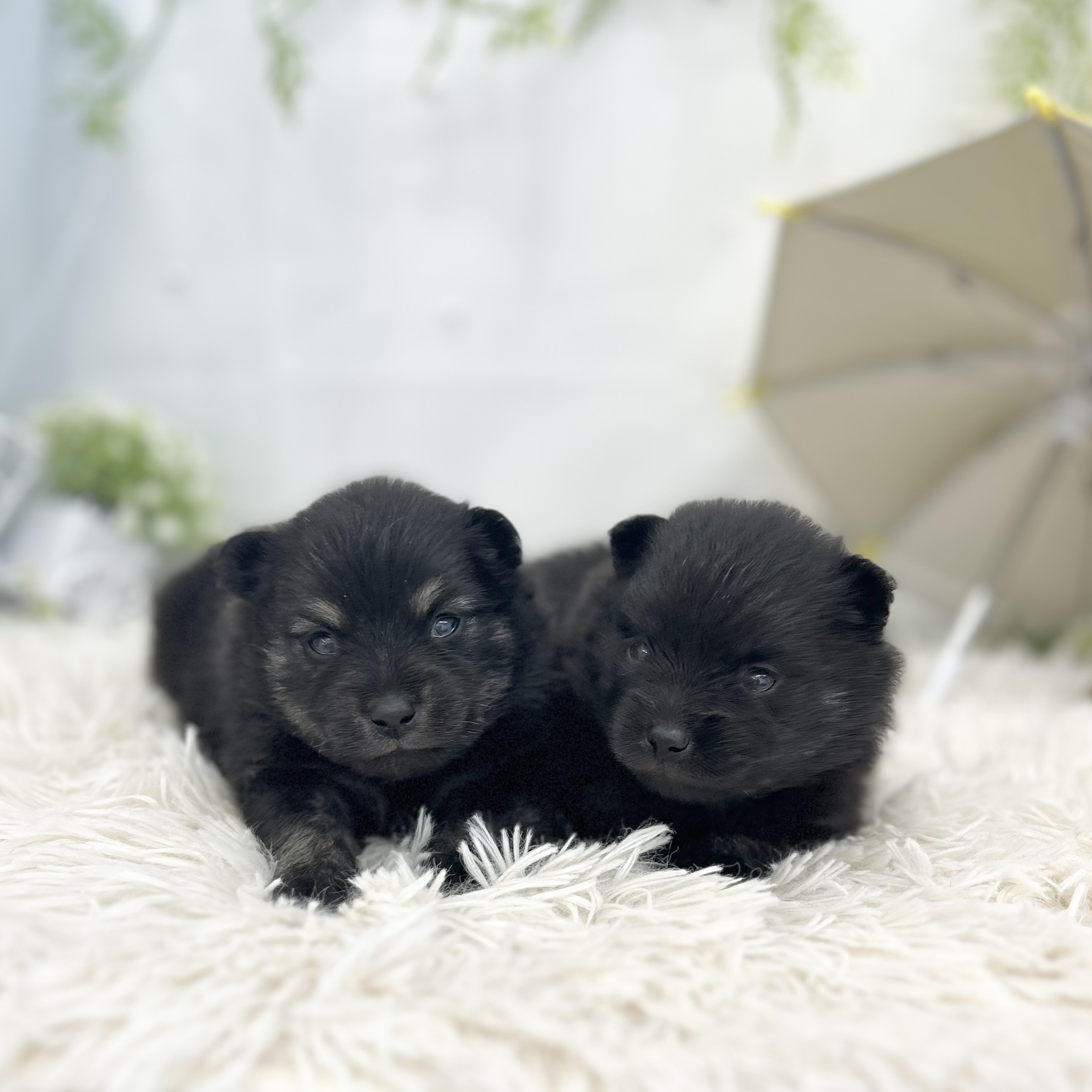 愛知県のポメラニアン (ファミリーペット 豊明店/2026年5月23日生まれ/男の子/ブラックタン)の子犬の2枚目の画像