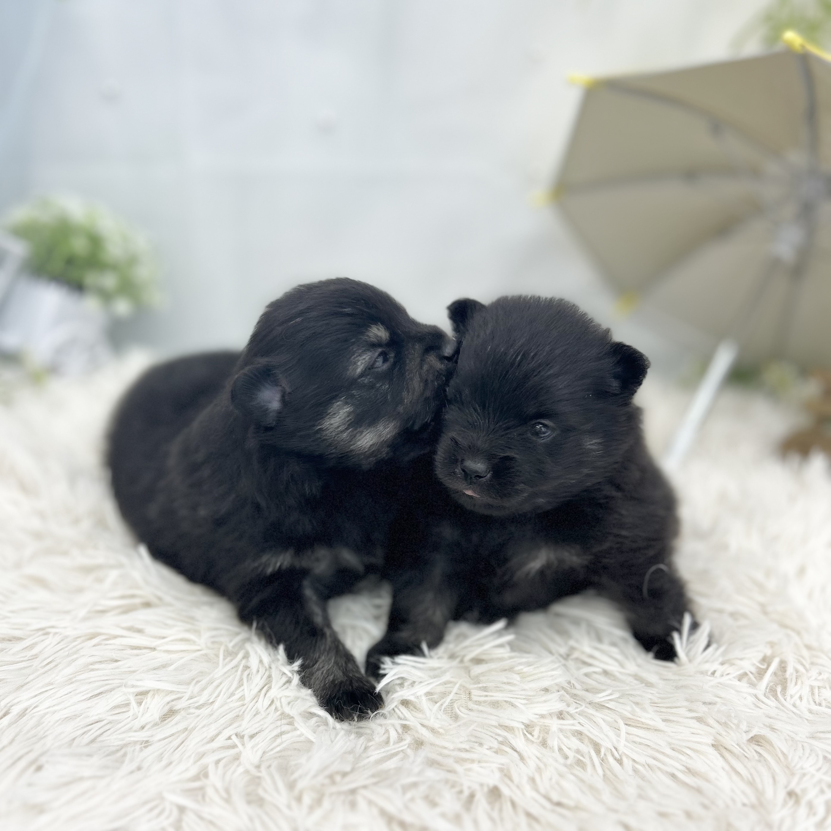 愛知県のポメラニアン (ファミリーペット 豊明店/2026年5月23日生まれ/男の子/ブラックタン)の子犬の3枚目の画像