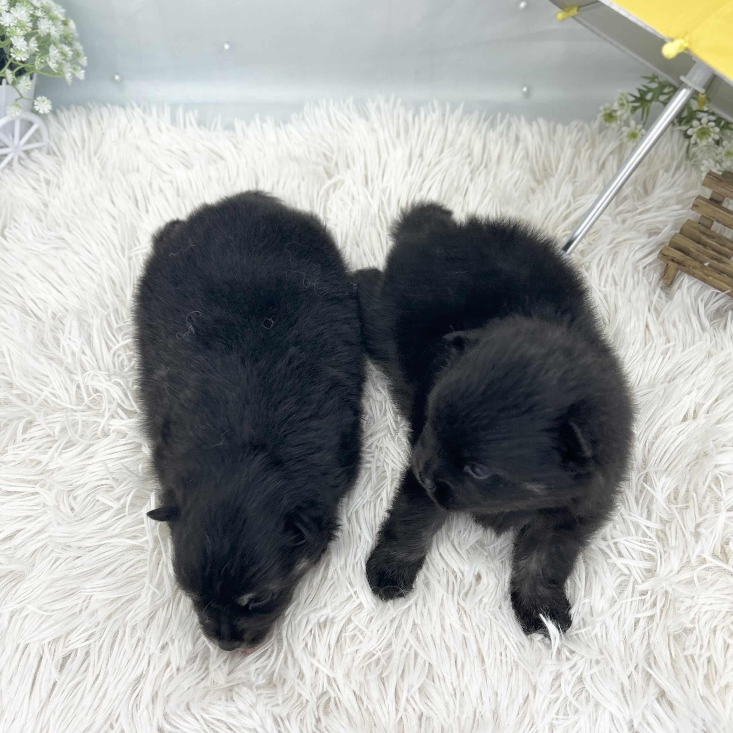 愛知県のポメラニアン (ファミリーペット 豊明店/2026年5月23日生まれ/男の子/ブラックタン)の子犬の4枚目の画像