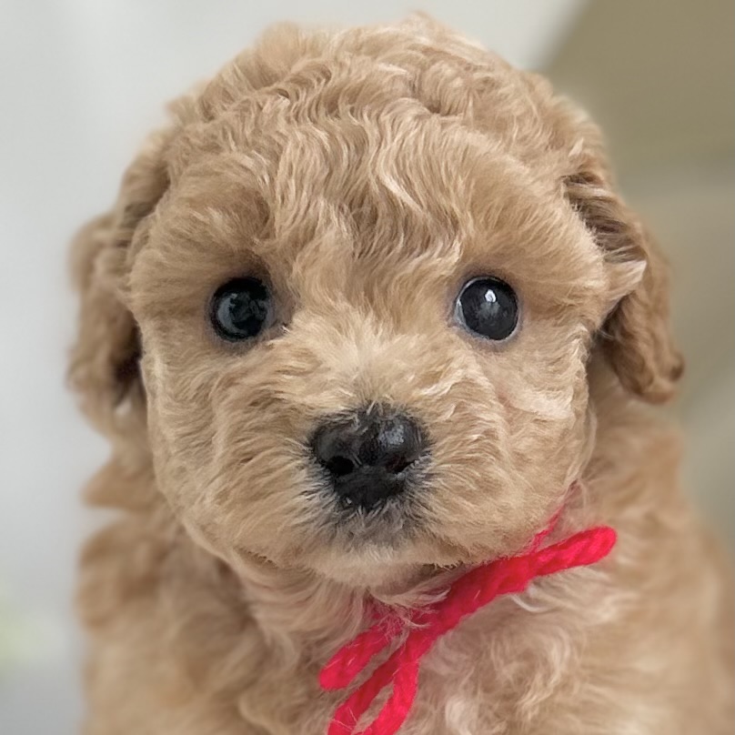 愛知県のハーフ犬・ミックス犬 (ファミリーペット 豊明店/2026年5月13日生まれ/女の子/アプリコット)の子犬の1枚目の画像