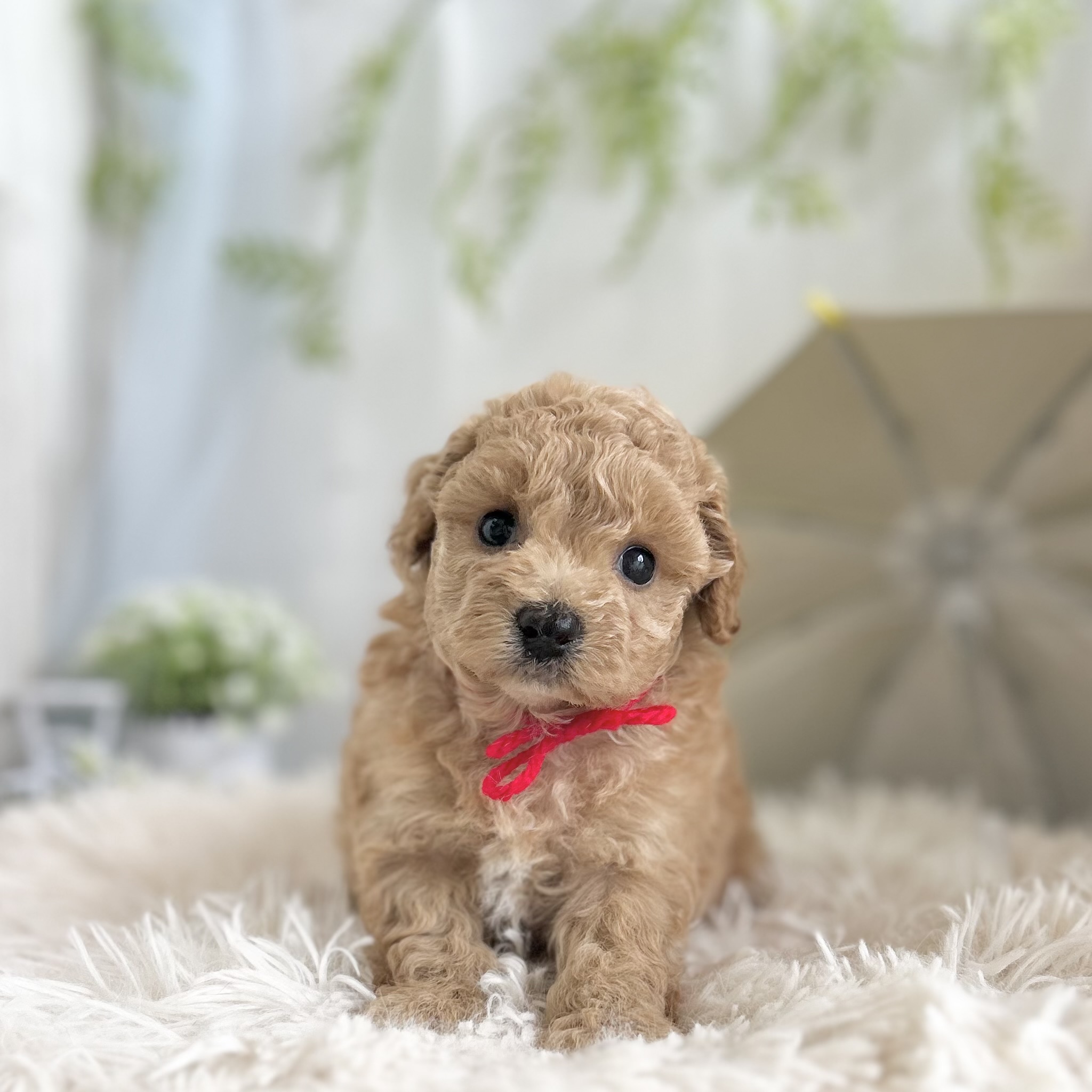 愛知県のハーフ犬・ミックス犬 (ファミリーペット 豊明店/2026年5月13日生まれ/女の子/アプリコット)の子犬の2枚目の画像
