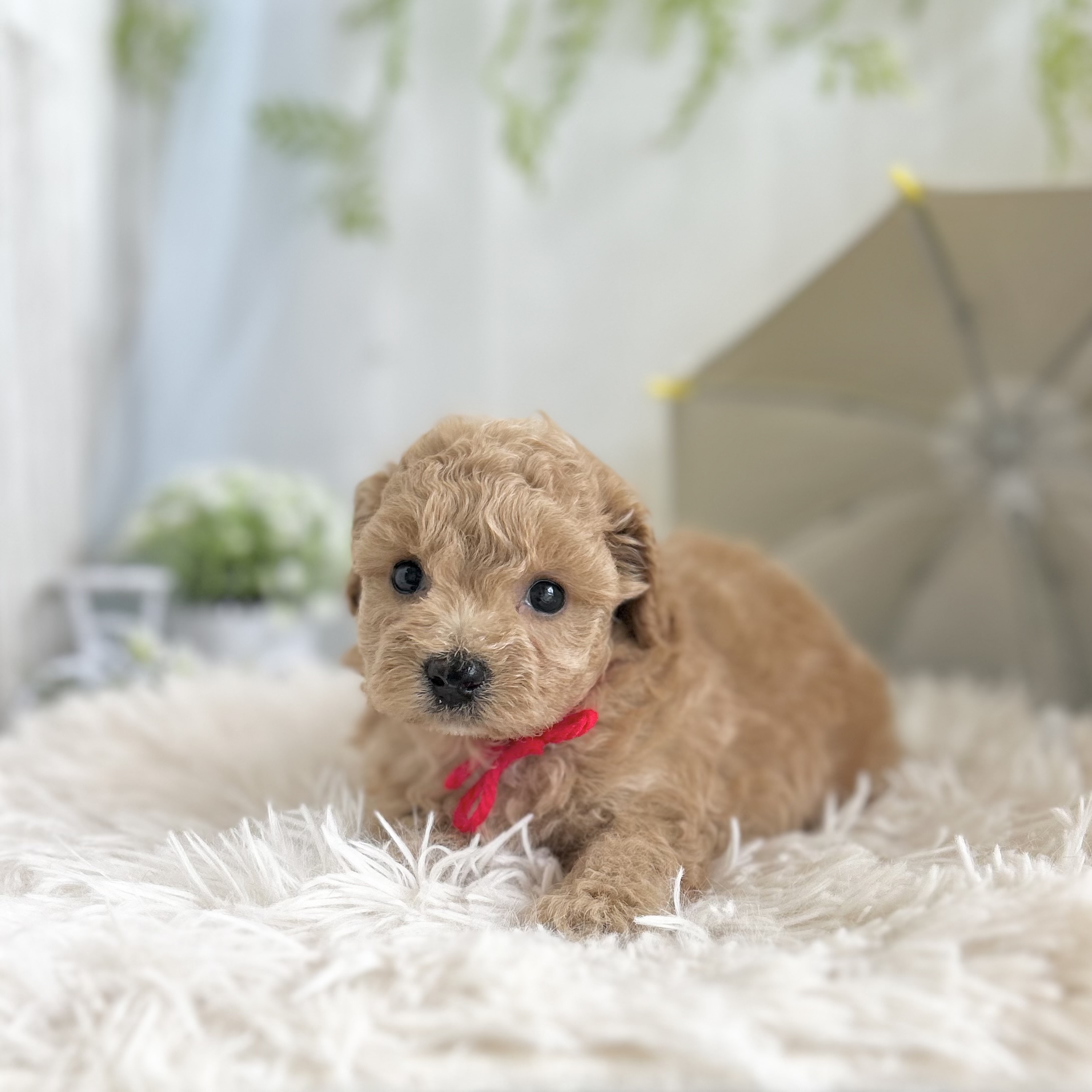 愛知県のハーフ犬・ミックス犬 (ファミリーペット 豊明店/2026年5月13日生まれ/女の子/アプリコット)の子犬の3枚目の画像