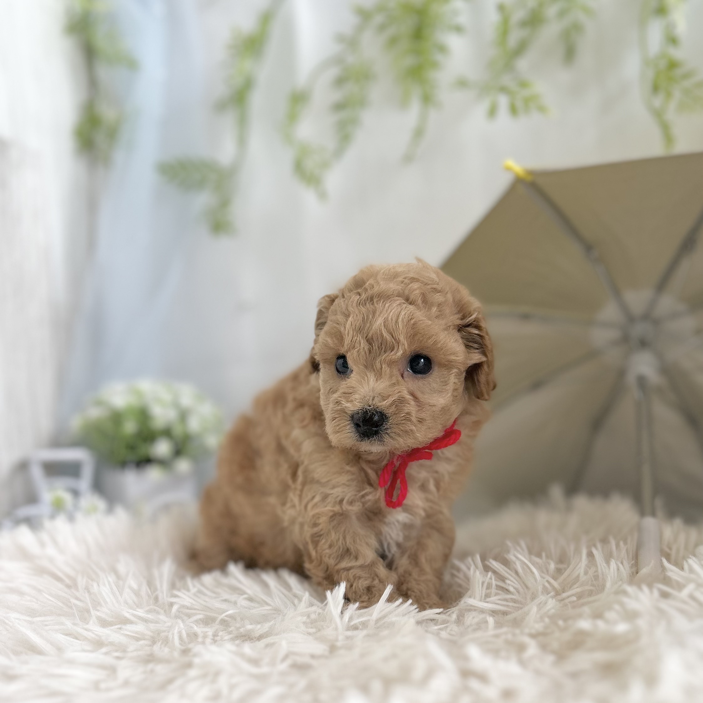 愛知県のハーフ犬・ミックス犬 (ファミリーペット 豊明店/2026年5月13日生まれ/女の子/アプリコット)の子犬の4枚目の画像