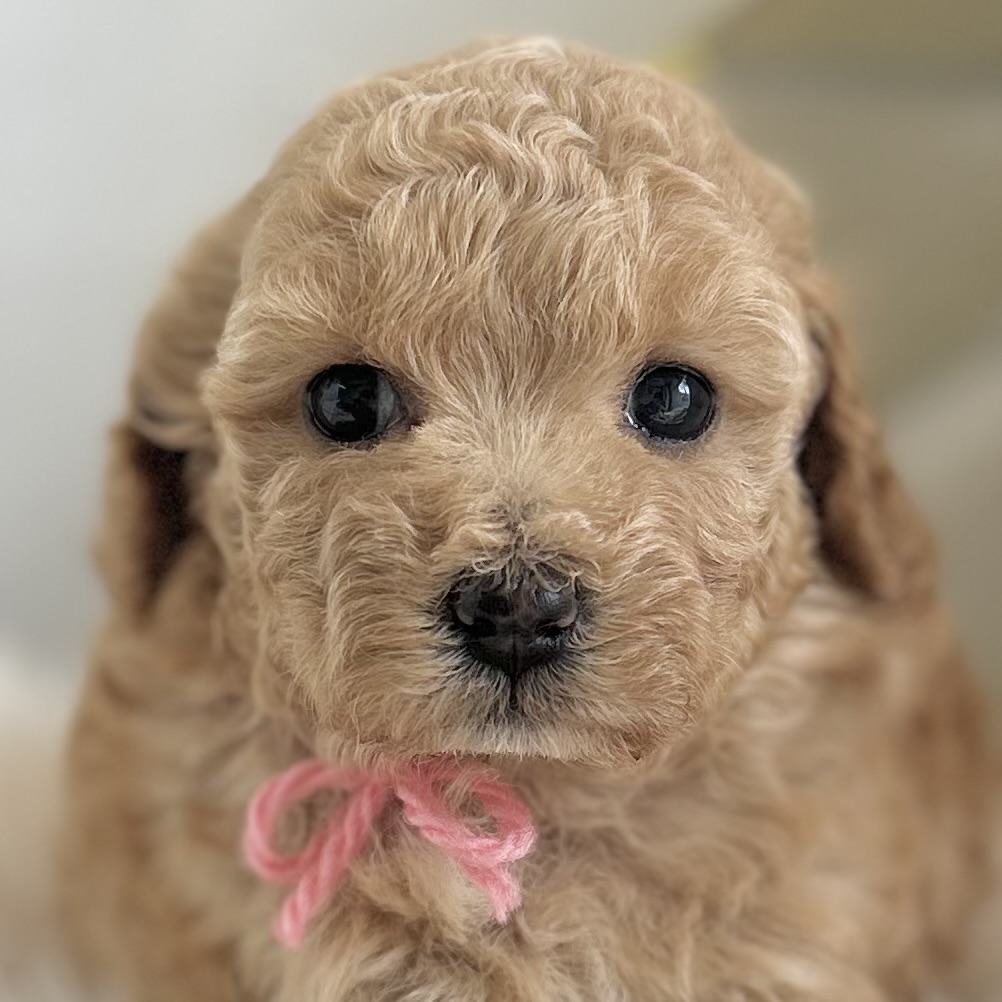 愛知県のハーフ犬・ミックス犬 (ファミリーペット 豊明店/2026年5月13日生まれ/女の子/アプリコット)の子犬の1枚目の画像