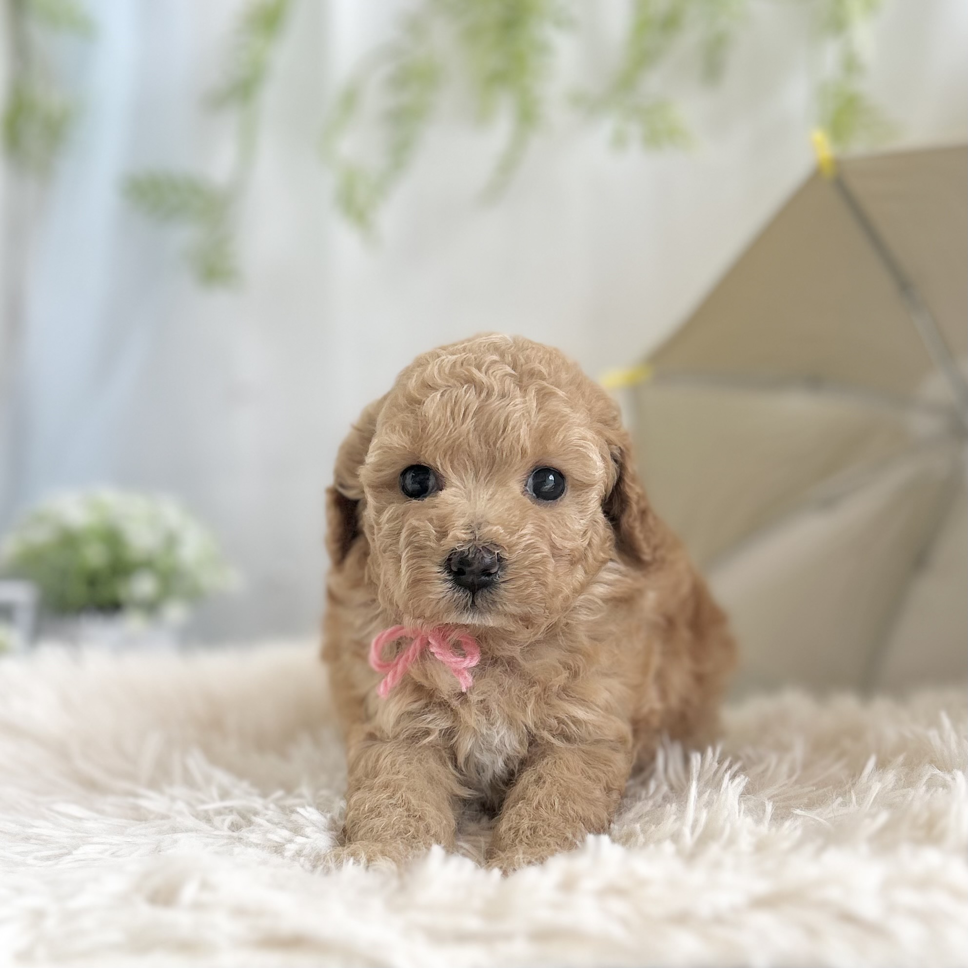 愛知県のハーフ犬・ミックス犬 (ファミリーペット 豊明店/2026年5月13日生まれ/女の子/アプリコット)の子犬の2枚目の画像
