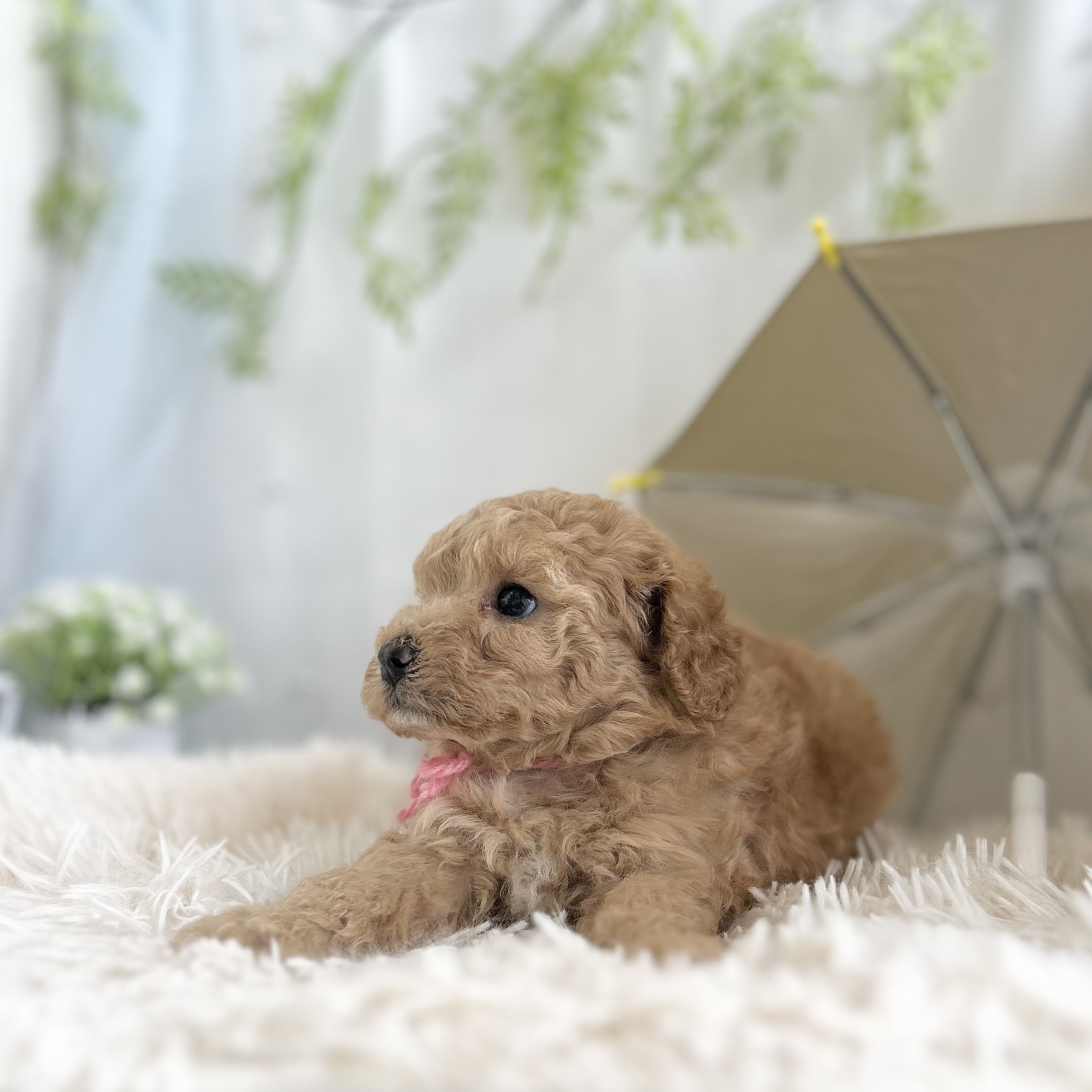 愛知県のハーフ犬・ミックス犬 (ファミリーペット 豊明店/2026年5月13日生まれ/女の子/アプリコット)の子犬の3枚目の画像