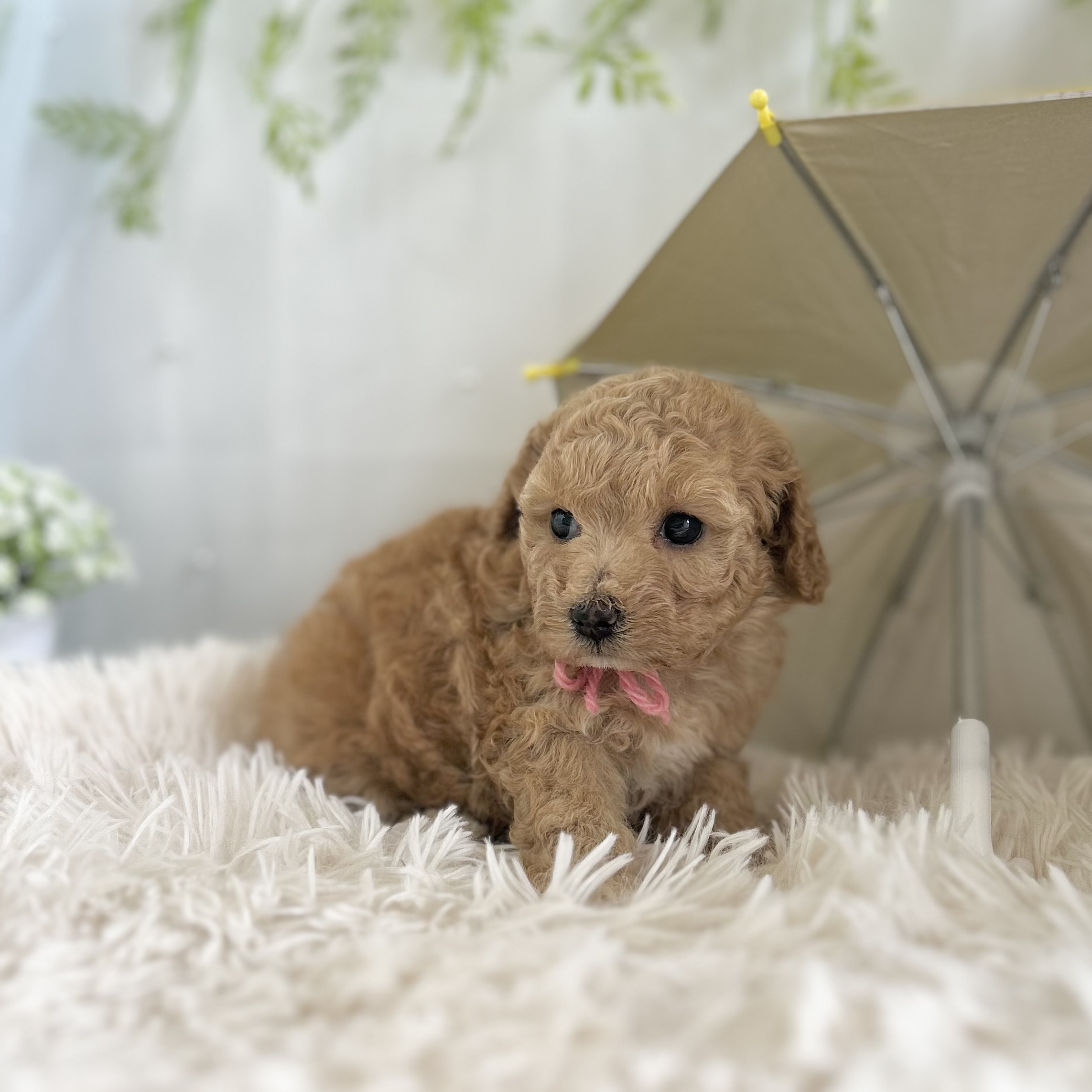 愛知県のハーフ犬・ミックス犬 (ファミリーペット 豊明店/2026年5月13日生まれ/女の子/アプリコット)の子犬の4枚目の画像