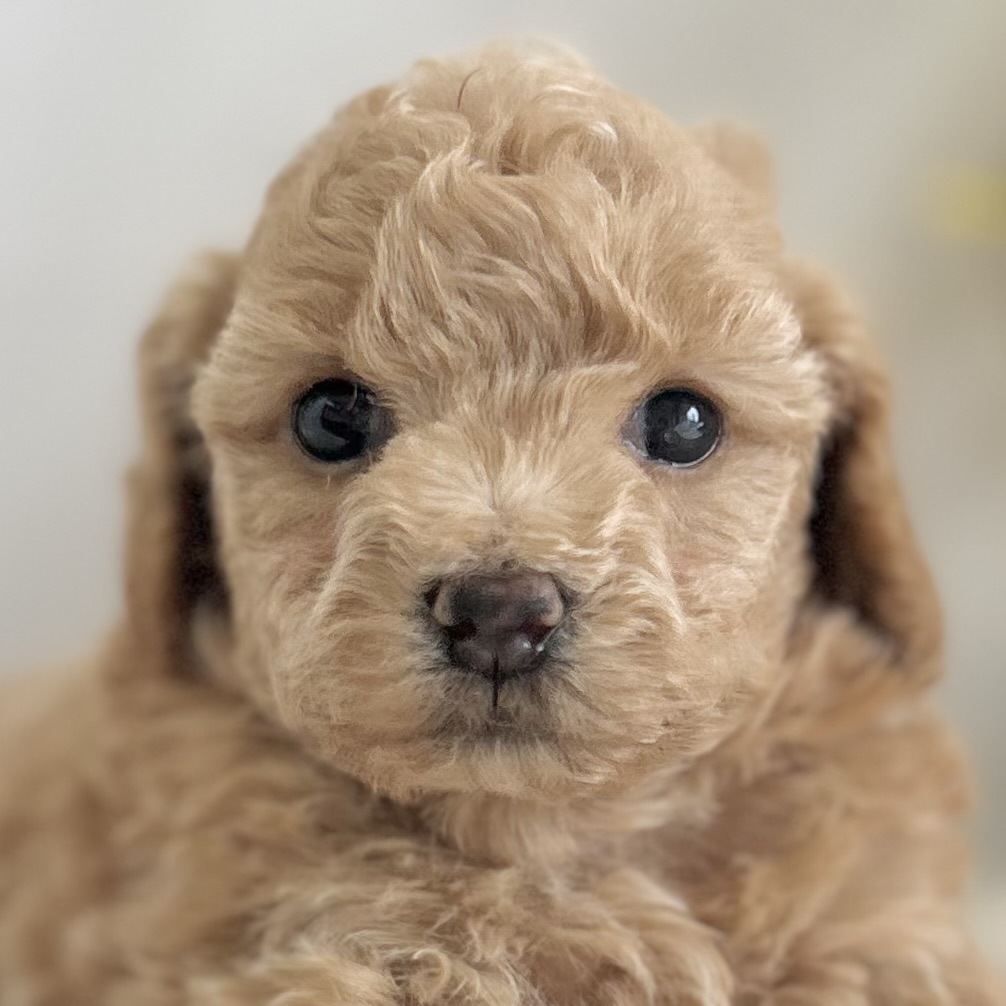 愛知県のハーフ犬・ミックス犬 (ファミリーペット 豊明店/2026年5月13日生まれ/男の子/アプリコット)の子犬の1枚目の画像