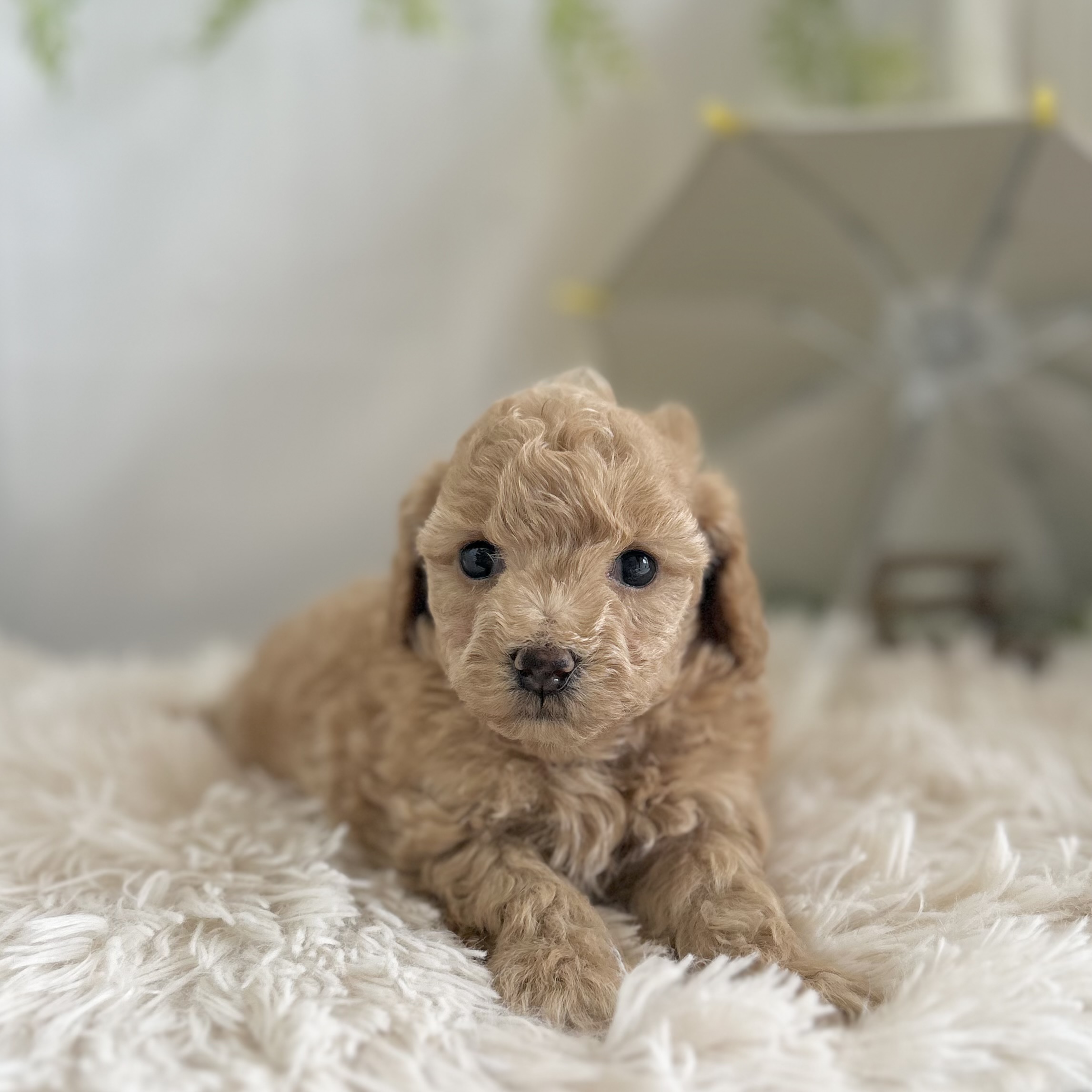 愛知県のハーフ犬・ミックス犬 (ファミリーペット 豊明店/2026年5月13日生まれ/男の子/アプリコット)の子犬の2枚目の画像