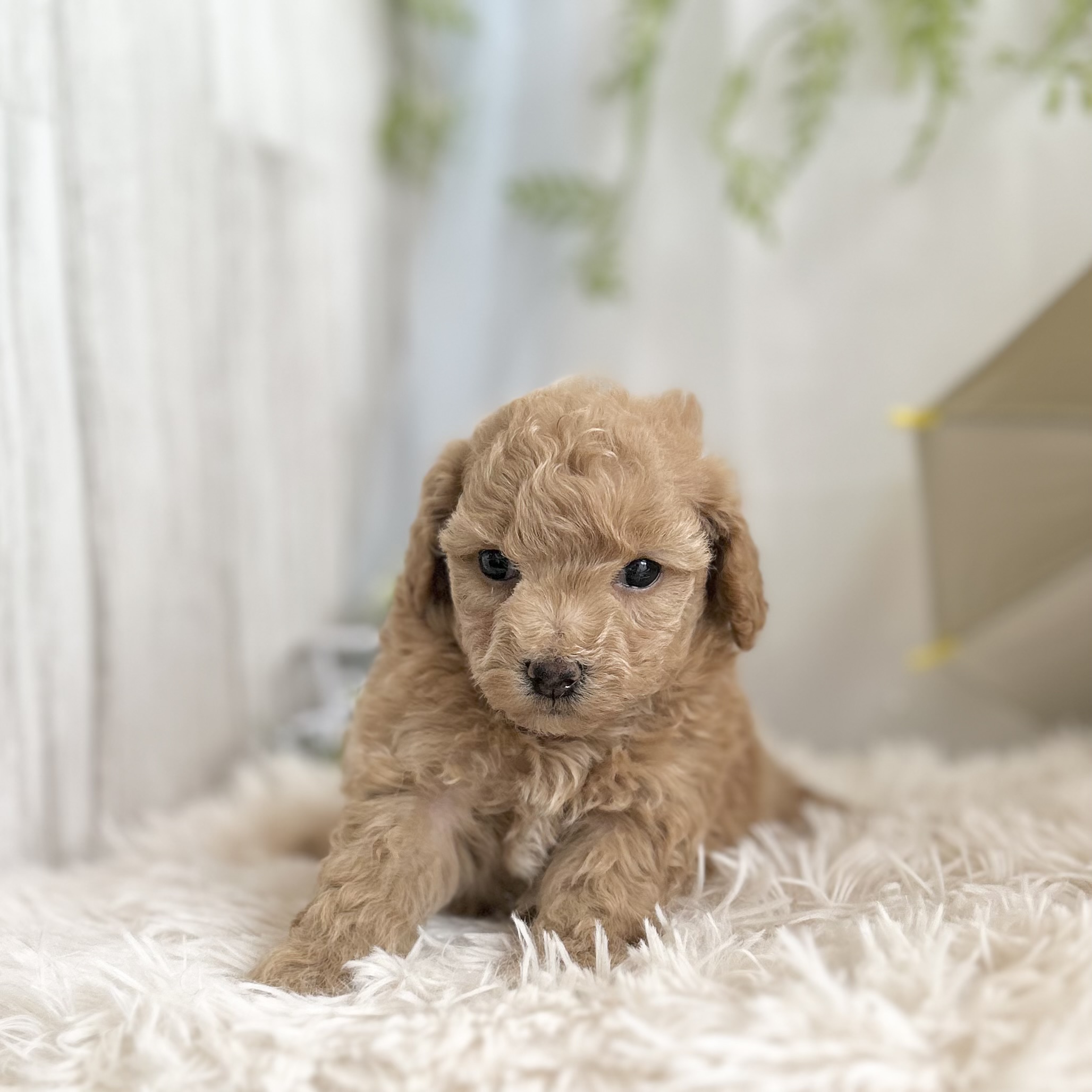 愛知県のハーフ犬・ミックス犬 (ファミリーペット 豊明店/2026年5月13日生まれ/男の子/アプリコット)の子犬の3枚目の画像