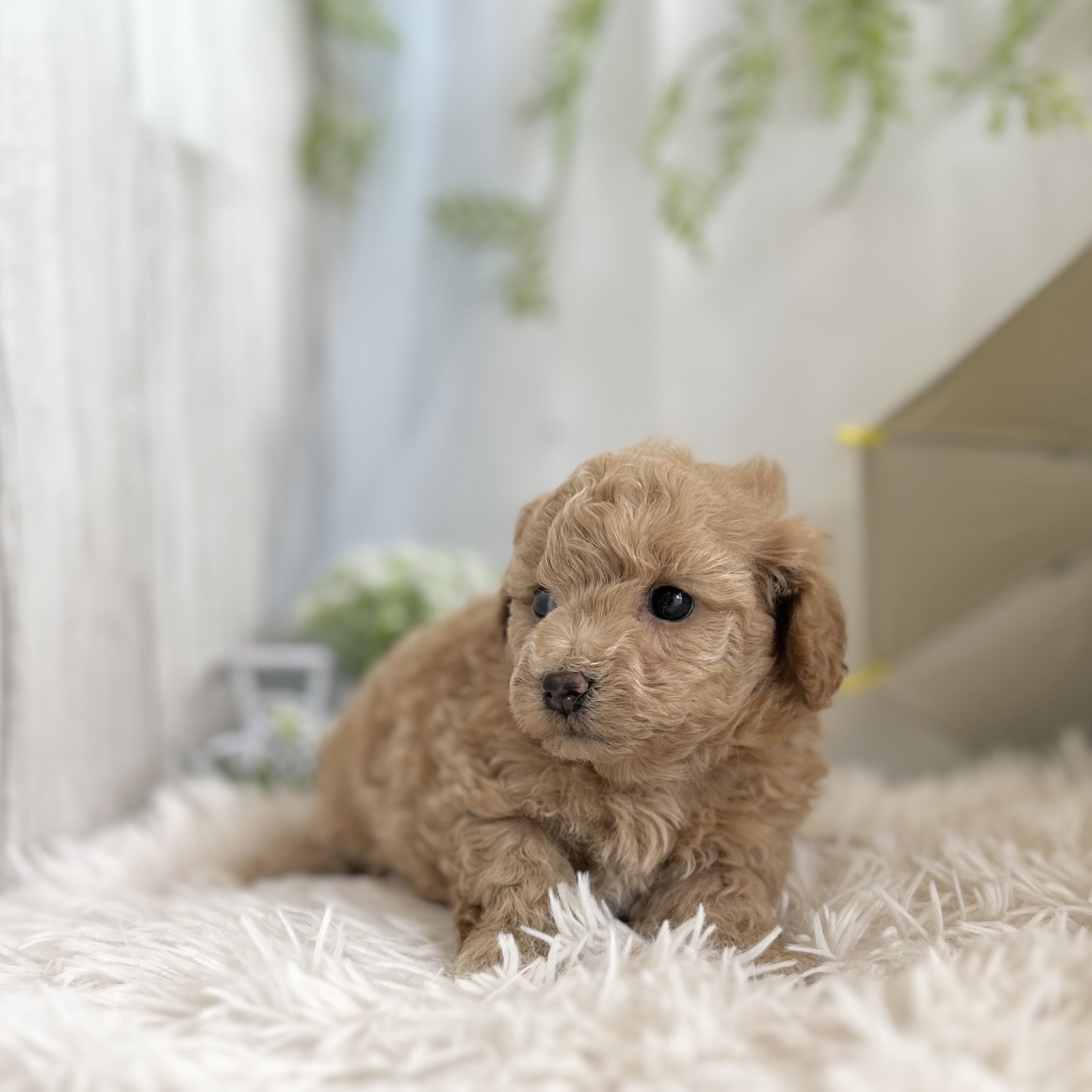 愛知県のハーフ犬・ミックス犬 (ファミリーペット 豊明店/2026年5月13日生まれ/男の子/アプリコット)の子犬の4枚目の画像