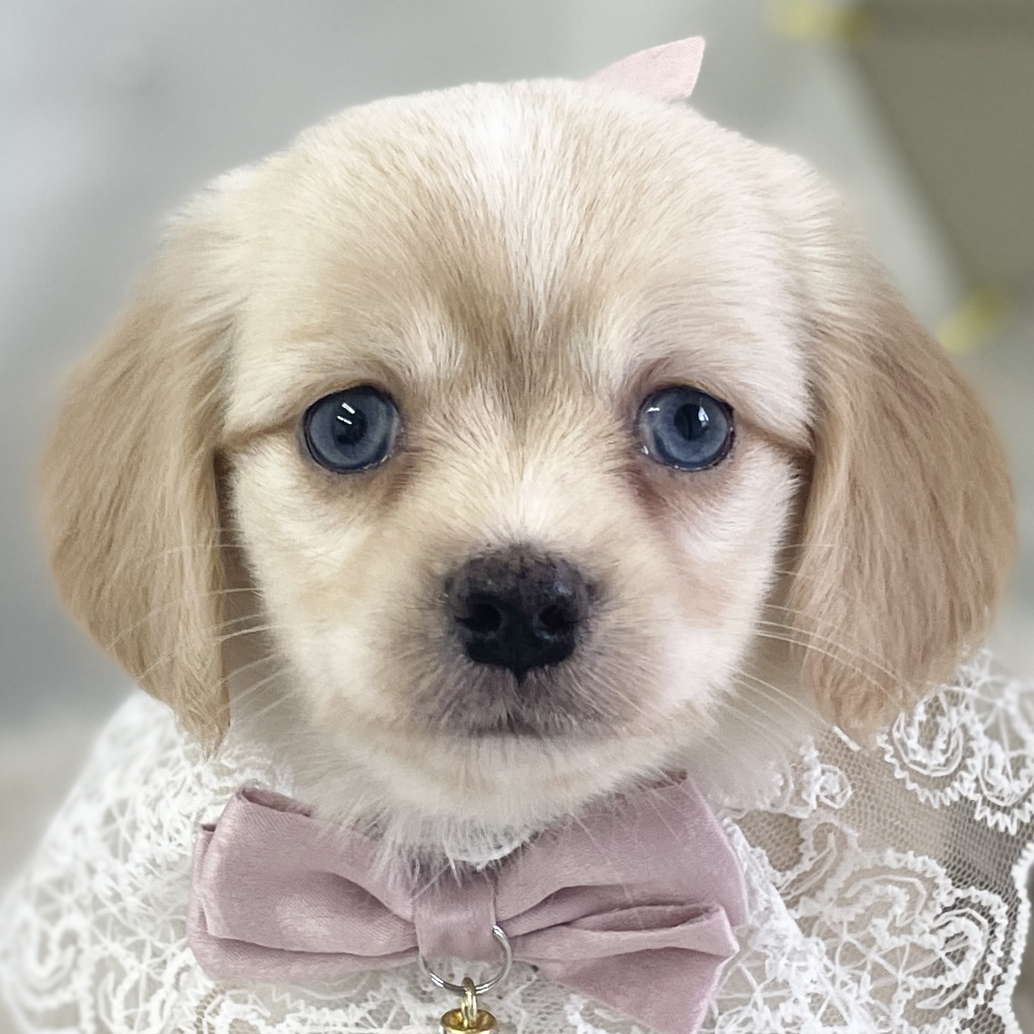 愛知県のハーフ犬・ミックス犬 (ファミリーペット 豊明店/2026年4月19日生まれ/女の子/クリーム)の子犬の1枚目の画像