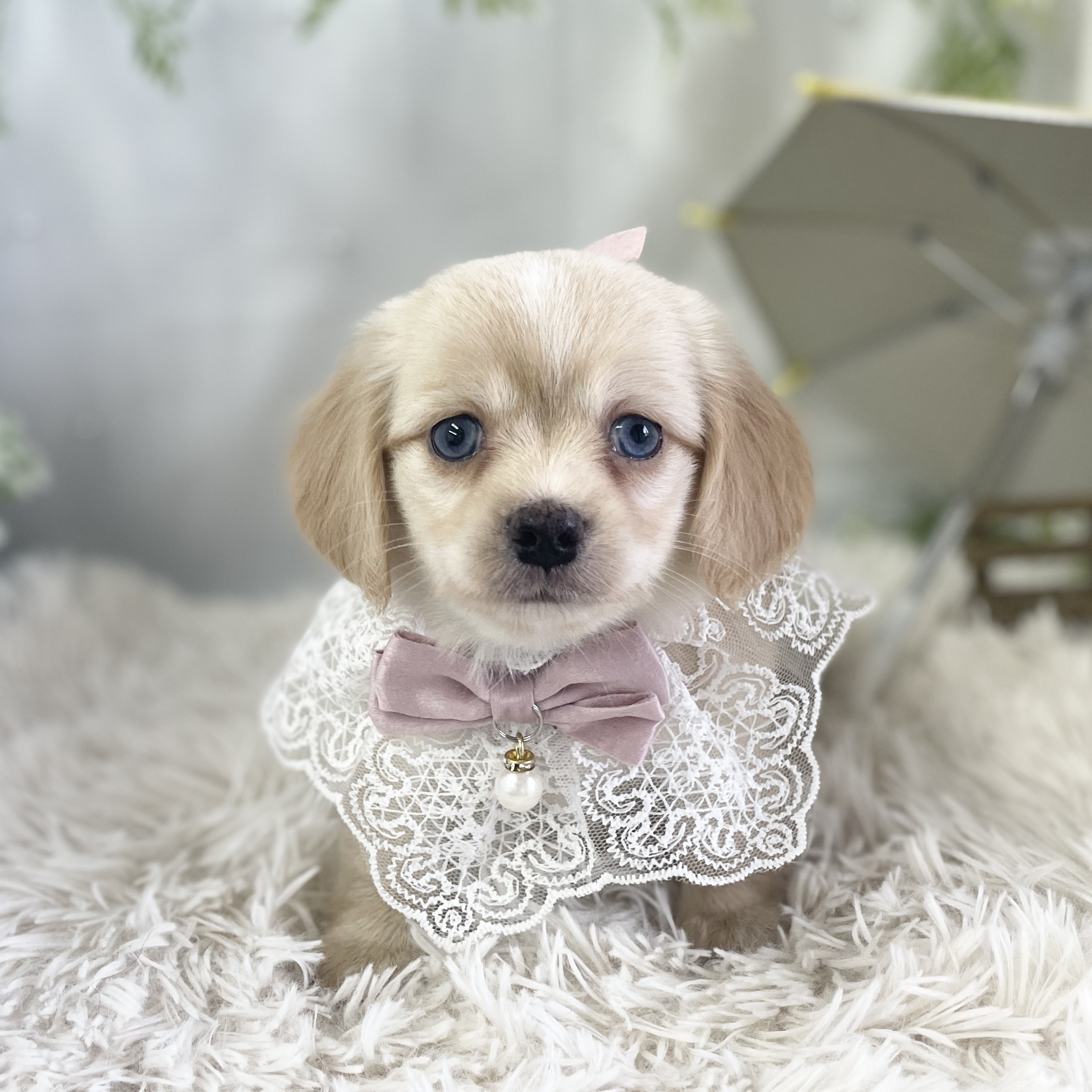 愛知県のハーフ犬・ミックス犬 (ファミリーペット 豊明店/2026年4月19日生まれ/女の子/クリーム)の子犬の2枚目の画像