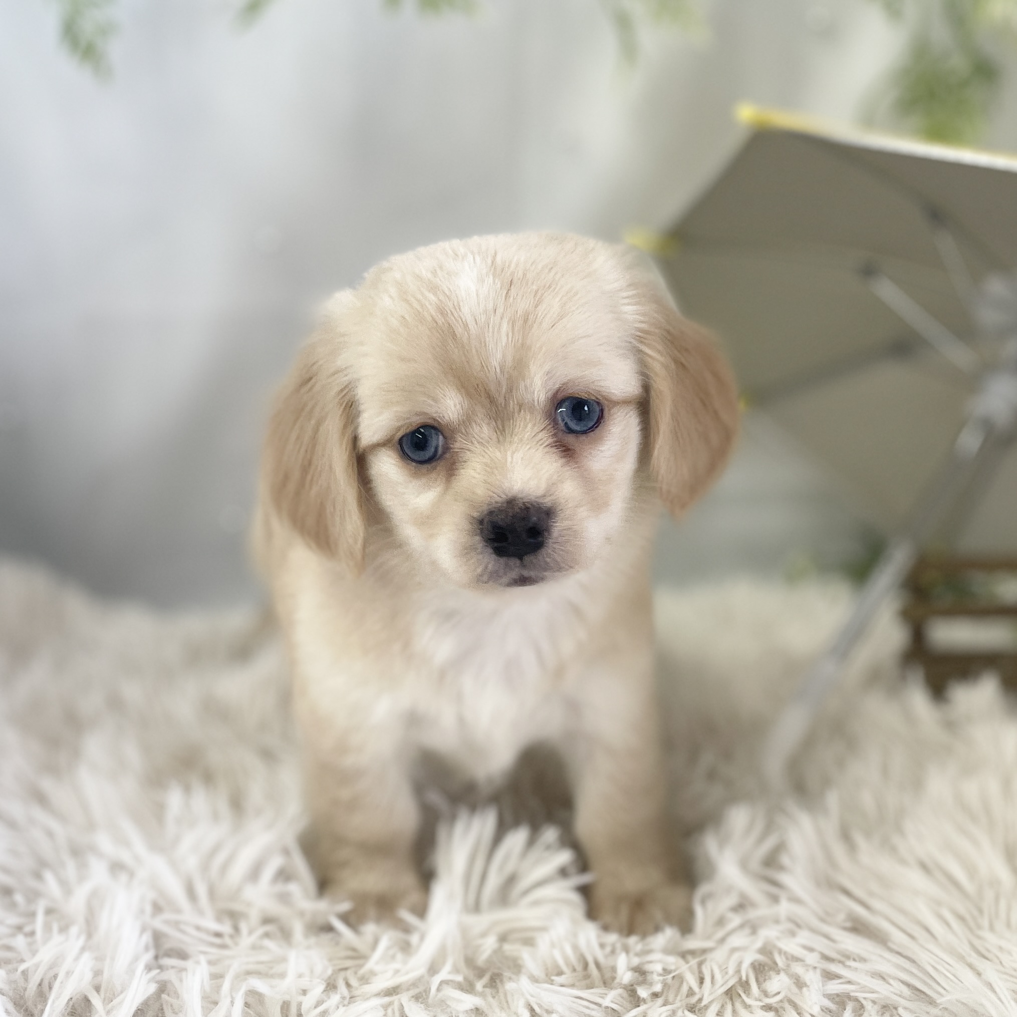 愛知県のハーフ犬・ミックス犬 (ファミリーペット 豊明店/2026年4月19日生まれ/女の子/クリーム)の子犬の3枚目の画像