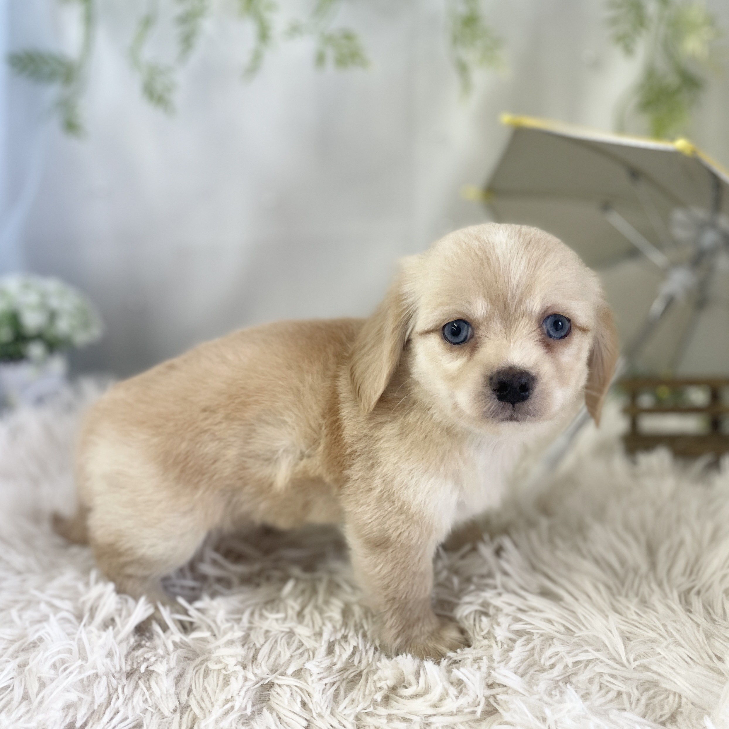 愛知県のハーフ犬・ミックス犬 (ファミリーペット 豊明店/2026年4月19日生まれ/女の子/クリーム)の子犬の4枚目の画像