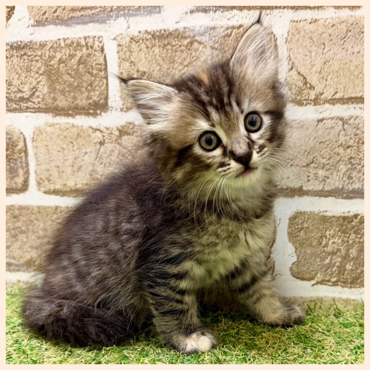 大阪府のマンチカン (ファミリーペット with 高槻店/2026年4月29日生まれ/女の子/ブラウンタビー)の子猫の3枚目の画像