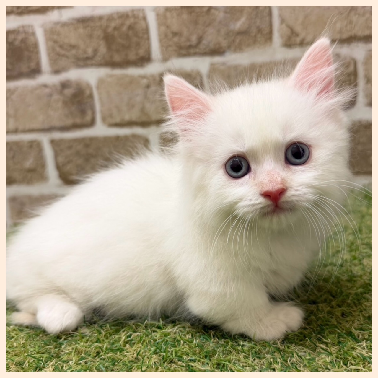 大阪府のマンチカン (ファミリーペット with 高槻店/2026年4月29日生まれ/男の子/クリームホワイト)の子猫の2枚目の画像