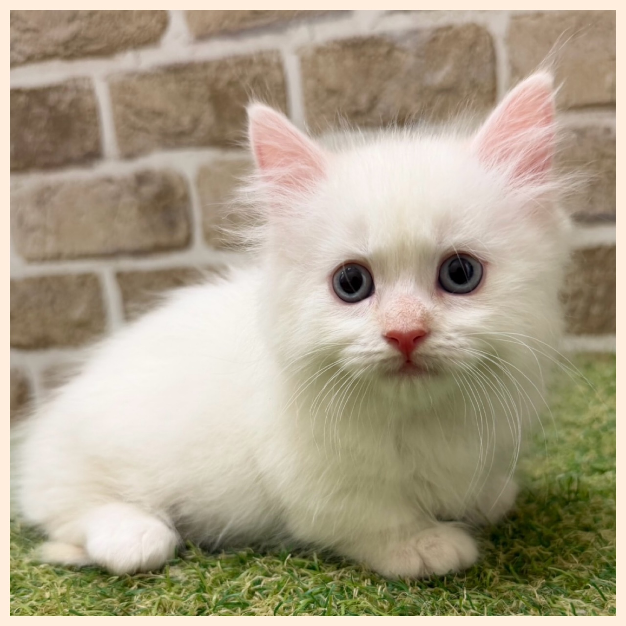 大阪府のマンチカン (ファミリーペット with 高槻店/2026年4月29日生まれ/男の子/クリームホワイト)の子猫の3枚目の画像