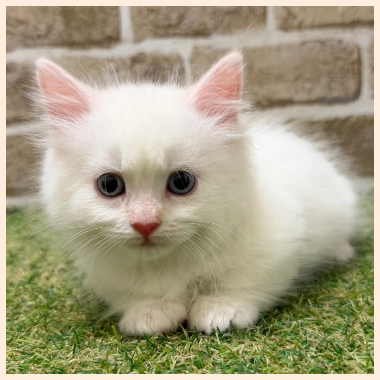 大阪府のマンチカン (ファミリーペット with 高槻店/2026年4月29日生まれ/男の子/クリームホワイト)の子猫の4枚目の画像