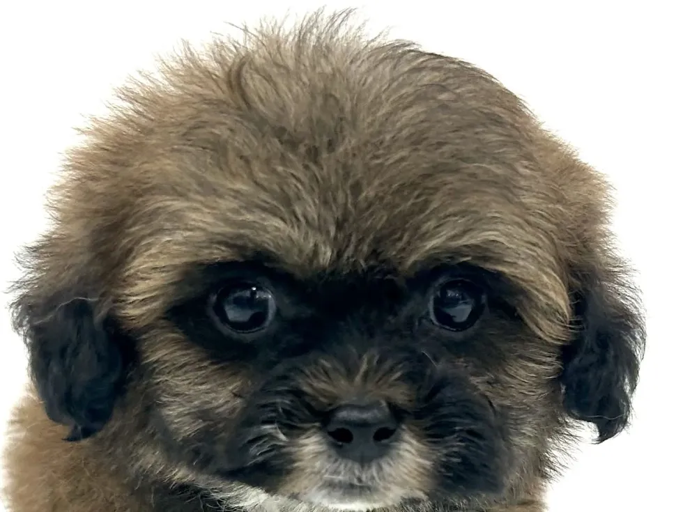 三重県のハーフ犬・ミックス犬 (アミーゴ四日市日永店/2026年4月21日生まれ/男の子/ブラウン)の子犬の1枚目の画像
