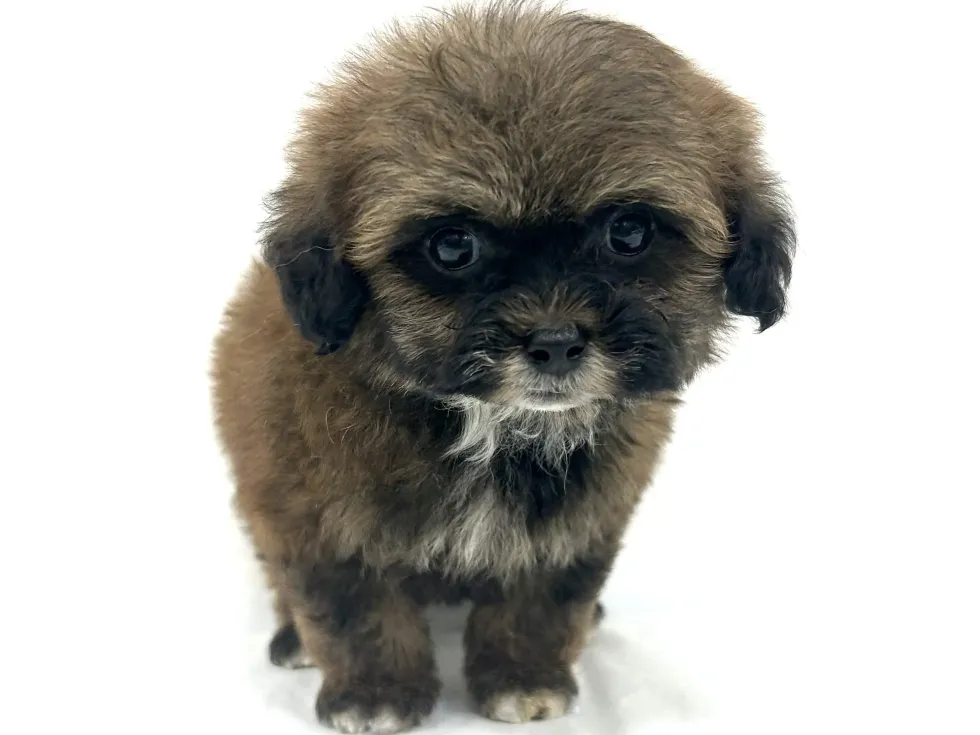 三重県のハーフ犬・ミックス犬 (アミーゴ四日市日永店/2026年4月21日生まれ/男の子/ブラウン)の子犬の2枚目の画像