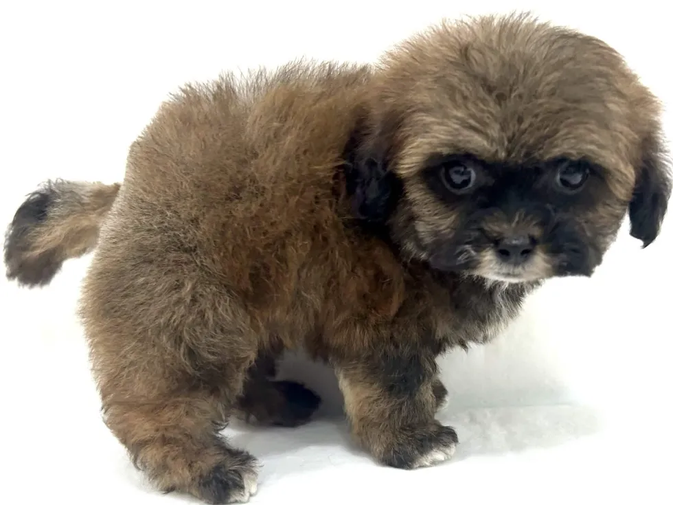 三重県のハーフ犬・ミックス犬 (アミーゴ四日市日永店/2026年4月21日生まれ/男の子/ブラウン)の子犬の3枚目の画像