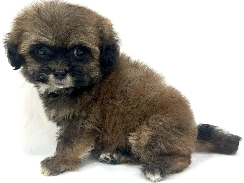 三重県のハーフ犬・ミックス犬 (アミーゴ四日市日永店/2026年4月21日生まれ/男の子/ブラウン)の子犬の4枚目の画像