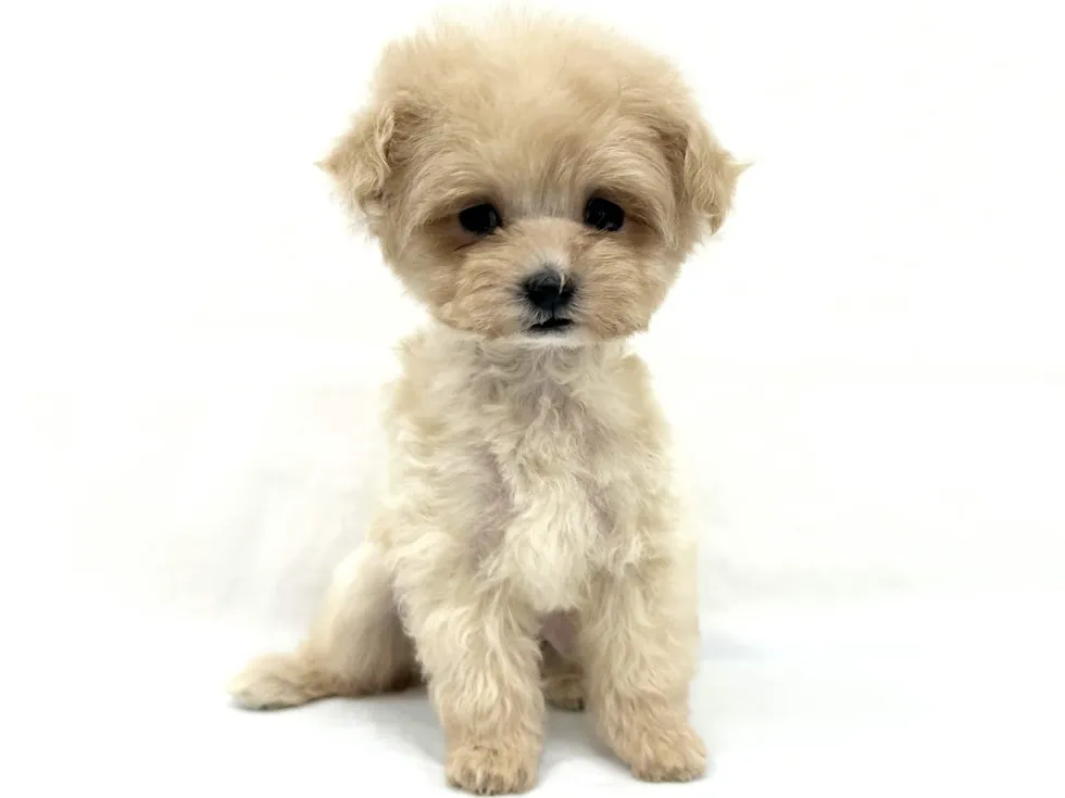 愛知県のハーフ犬・ミックス犬 (ファミリーペット リソラ大府店/2026年4月21日生まれ/女の子/クリーム)の子犬の2枚目の画像