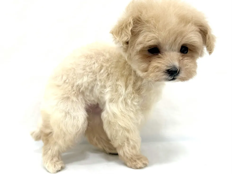 愛知県のハーフ犬・ミックス犬 (ファミリーペット リソラ大府店/2026年4月21日生まれ/女の子/クリーム)の子犬の3枚目の画像
