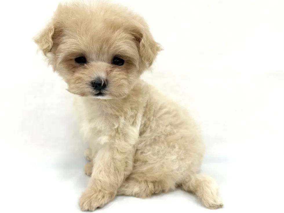 愛知県のハーフ犬・ミックス犬 (ファミリーペット リソラ大府店/2026年4月21日生まれ/女の子/クリーム)の子犬の4枚目の画像