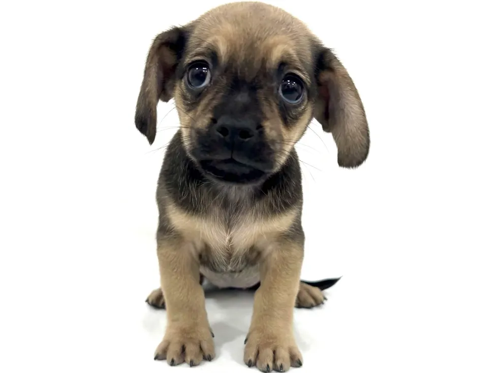 愛知県のハーフ犬・ミックス犬 (ファミリーペット リソラ大府店/2026年4月19日生まれ/女の子/フォーン)の子犬の2枚目の画像