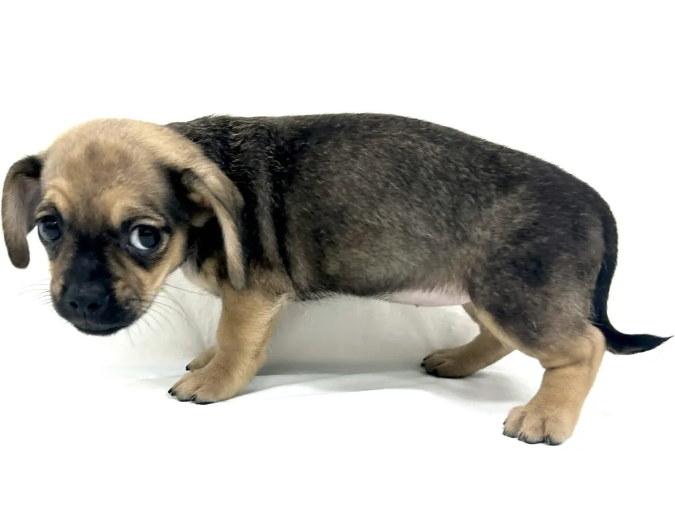 愛知県のハーフ犬・ミックス犬 (ファミリーペット リソラ大府店/2026年4月19日生まれ/女の子/フォーン)の子犬の4枚目の画像