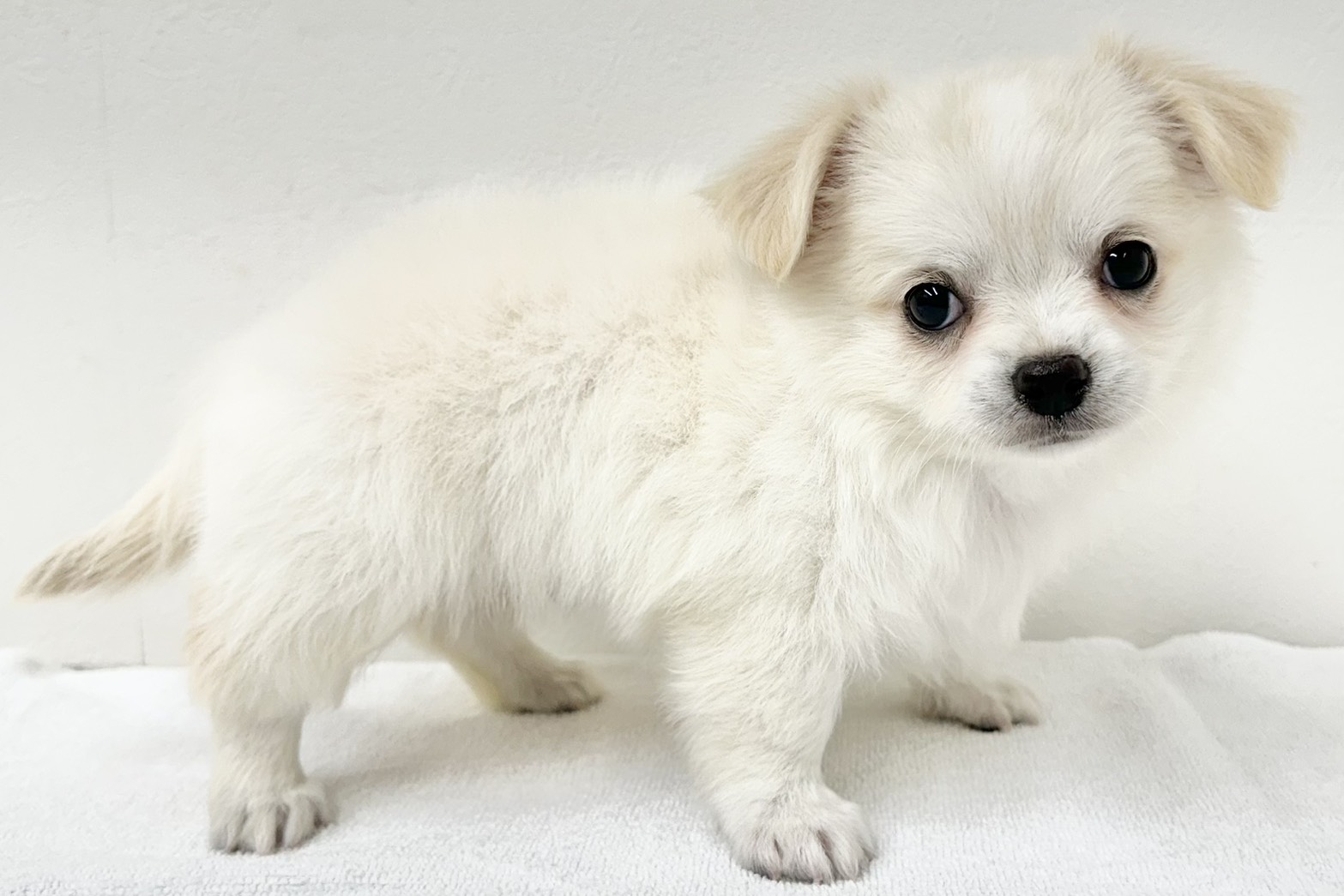 愛知県のチワワ(ロング) (ファミリーペット 鳴海店/2026年4月21日生まれ/男の子/クリーム)の子犬の3枚目の画像