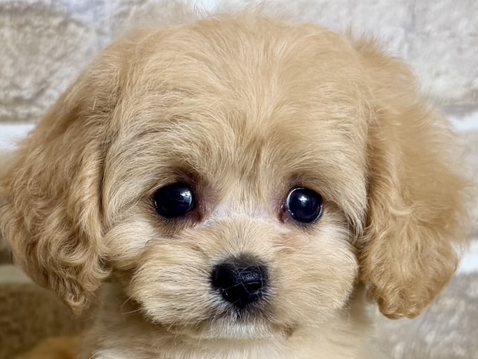 大阪府のハーフ犬・ミックス犬 (ファミリーペット with 高槻店/2026年4月29日生まれ/女の子/アプリコット)の子犬の1枚目の画像