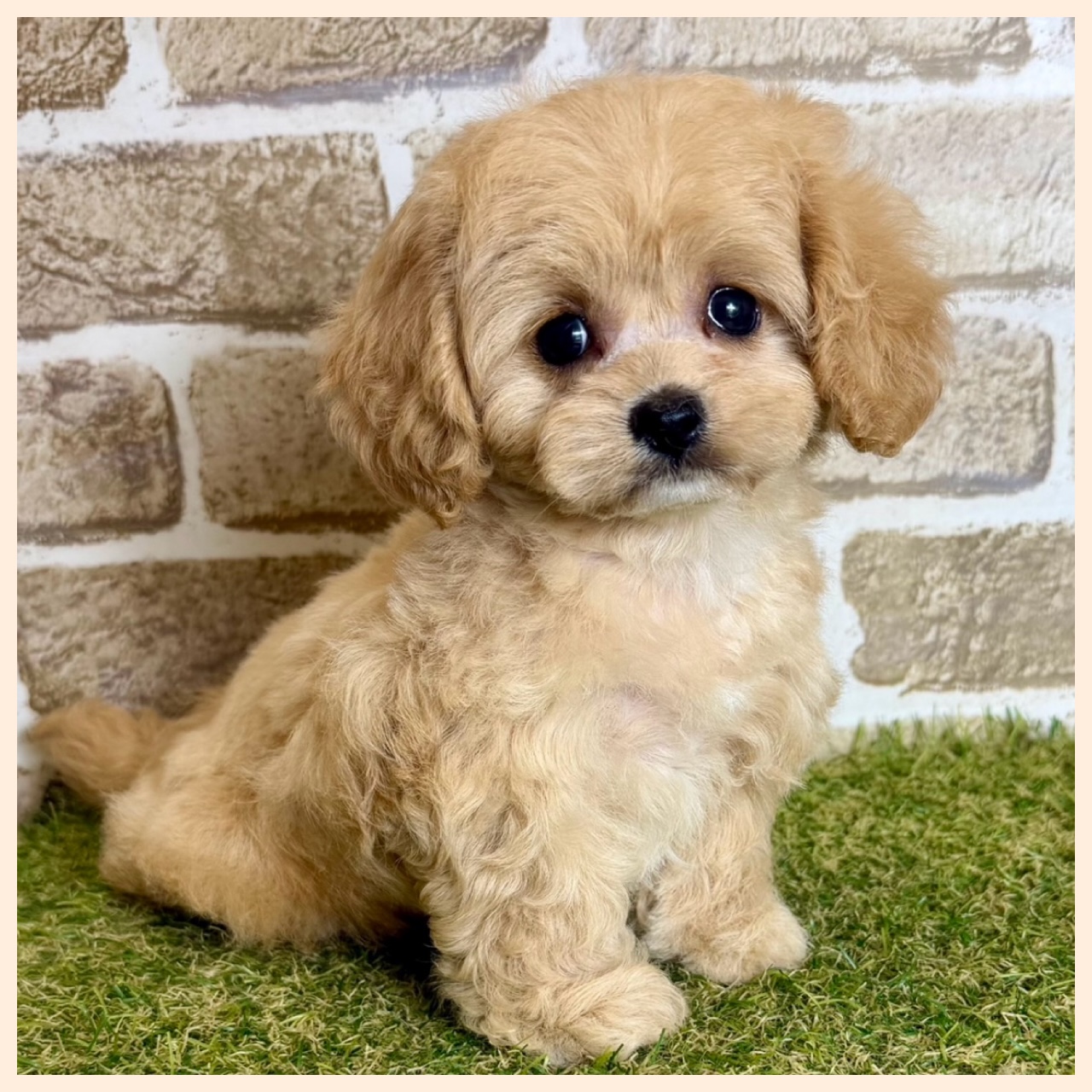 大阪府のハーフ犬・ミックス犬 (ファミリーペット with 高槻店/2026年4月29日生まれ/女の子/アプリコット)の子犬の2枚目の画像
