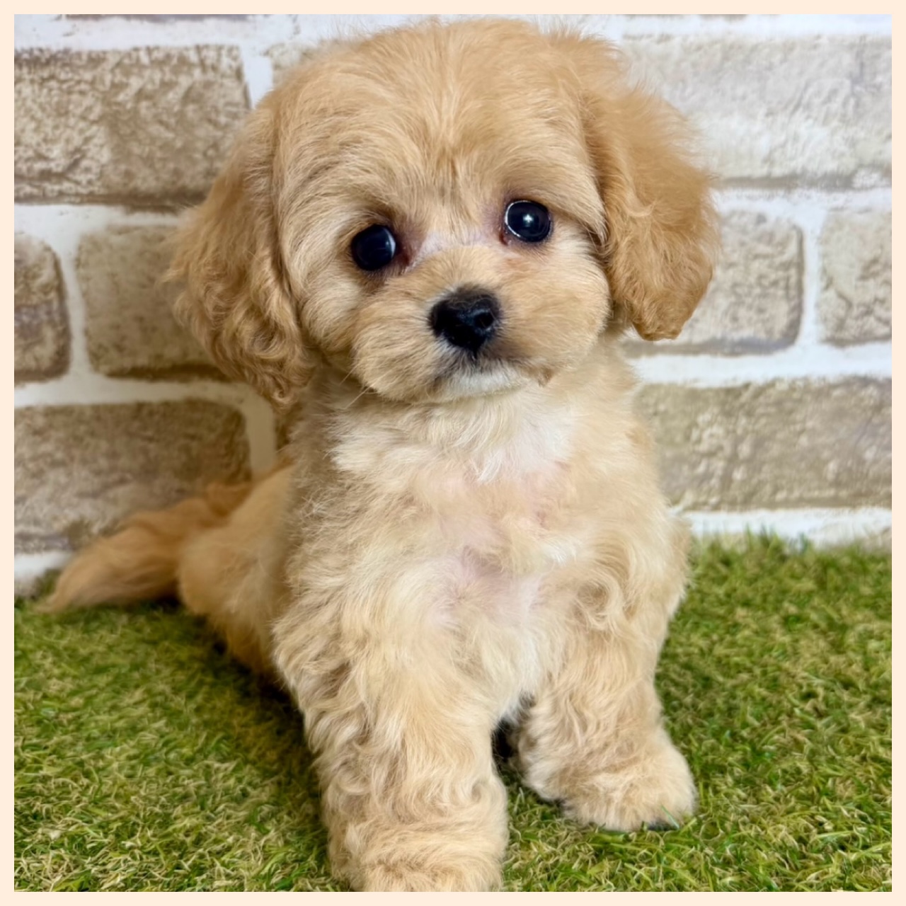 大阪府のハーフ犬・ミックス犬 (ファミリーペット with 高槻店/2026年4月29日生まれ/女の子/アプリコット)の子犬の3枚目の画像