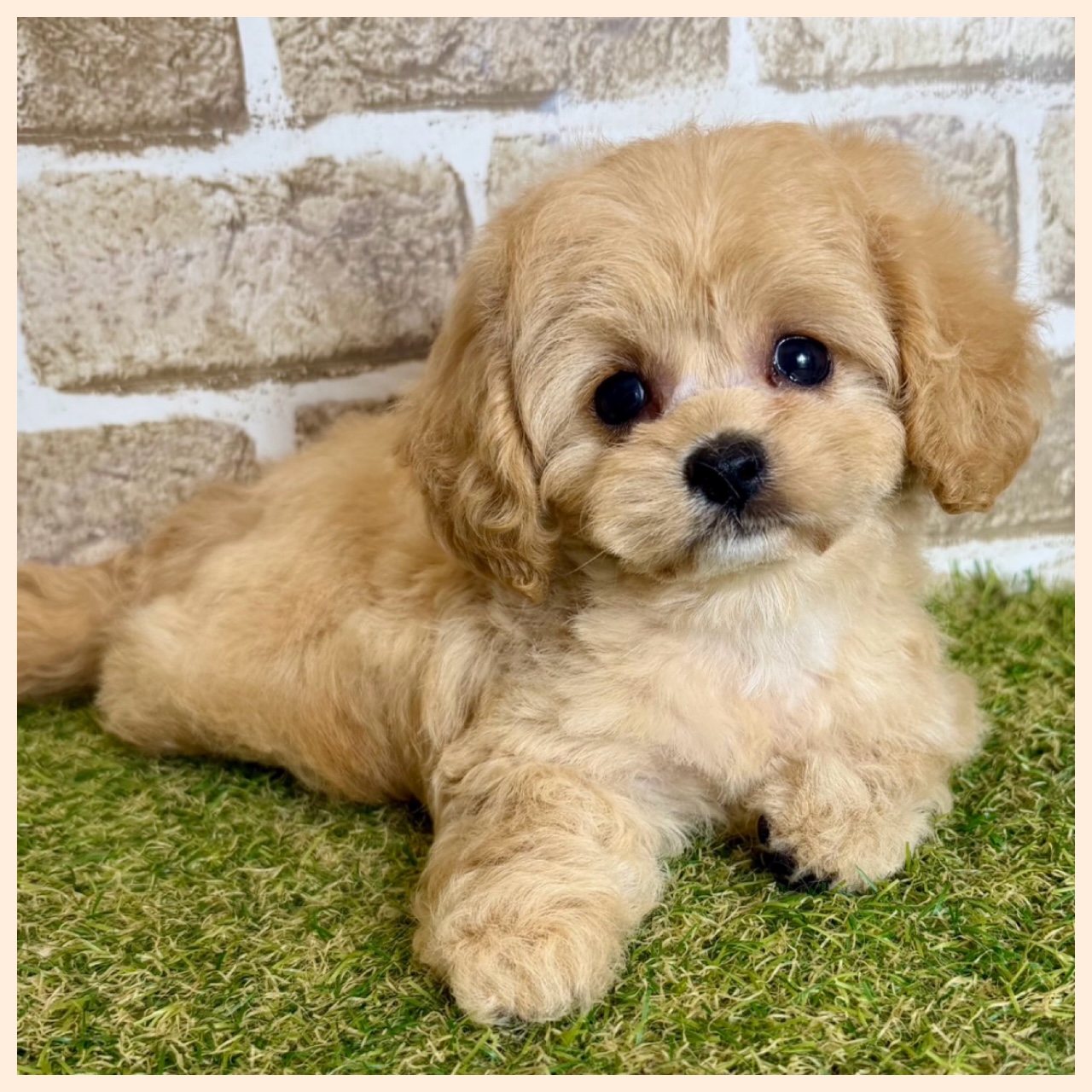 大阪府のハーフ犬・ミックス犬 (ファミリーペット with 高槻店/2026年4月29日生まれ/女の子/アプリコット)の子犬の4枚目の画像