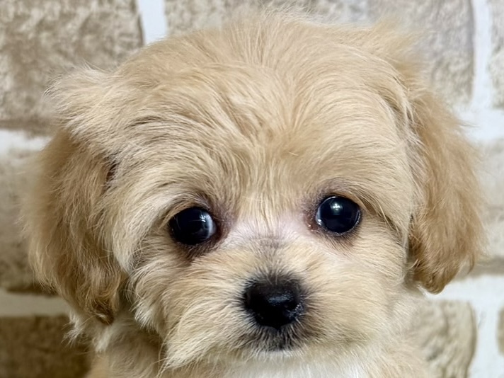 2026年4月29日生まれのハーフ犬・ミックス犬