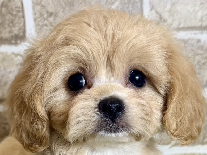 2026年4月29日生まれのハーフ犬・ミックス犬
