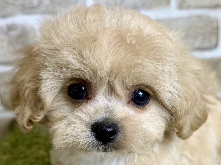 大阪府のハーフ犬・ミックス犬 (ファミリーペット with 高槻店/2026年4月29日生まれ/女の子/アプリコット)の子犬の1枚目の画像