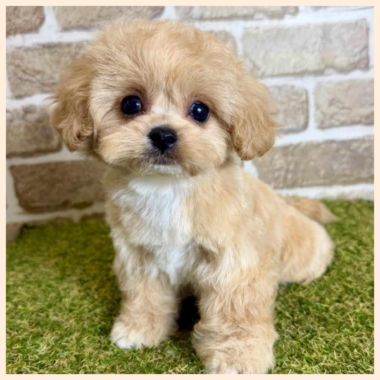 大阪府のハーフ犬・ミックス犬 (ファミリーペット with 高槻店/2026年4月29日生まれ/女の子/アプリコット)の子犬の2枚目の画像