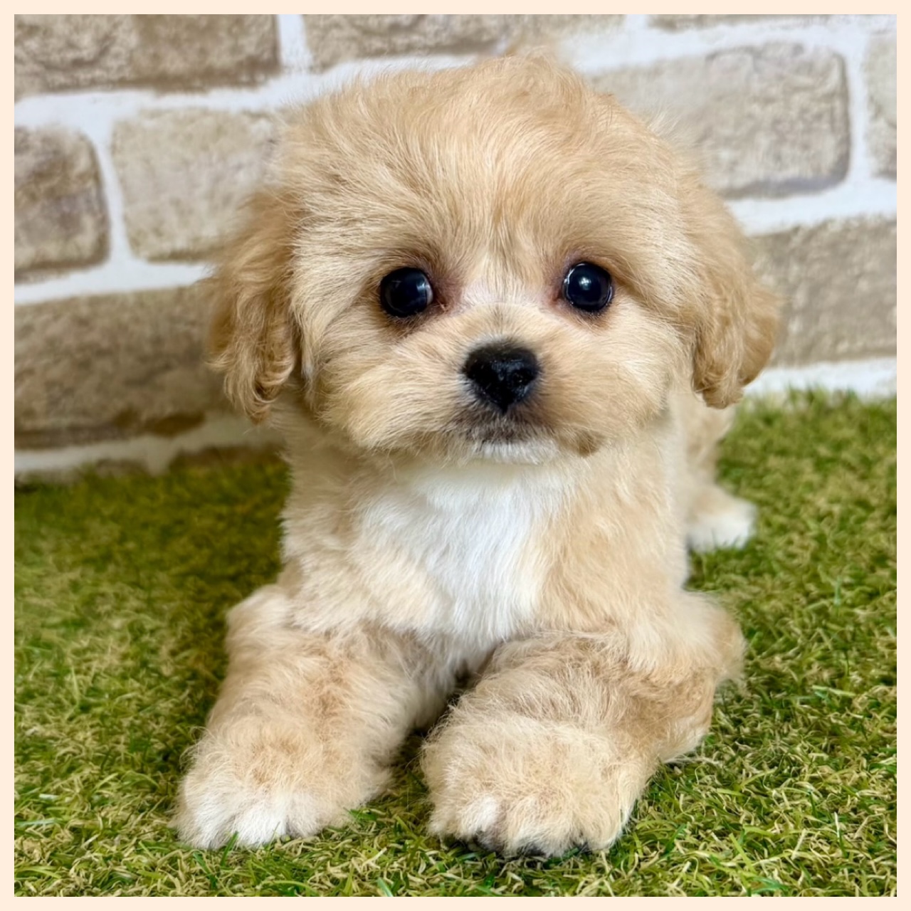 大阪府のハーフ犬・ミックス犬 (ファミリーペット with 高槻店/2026年4月29日生まれ/女の子/アプリコット)の子犬の3枚目の画像