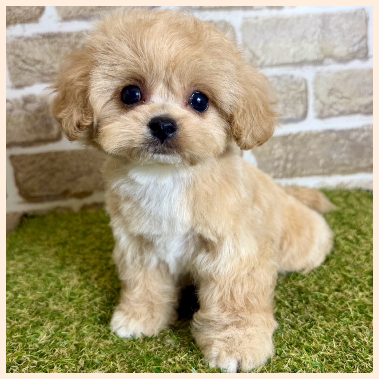 大阪府のハーフ犬・ミックス犬 (ファミリーペット with 高槻店/2026年4月29日生まれ/女の子/アプリコット)の子犬の4枚目の画像