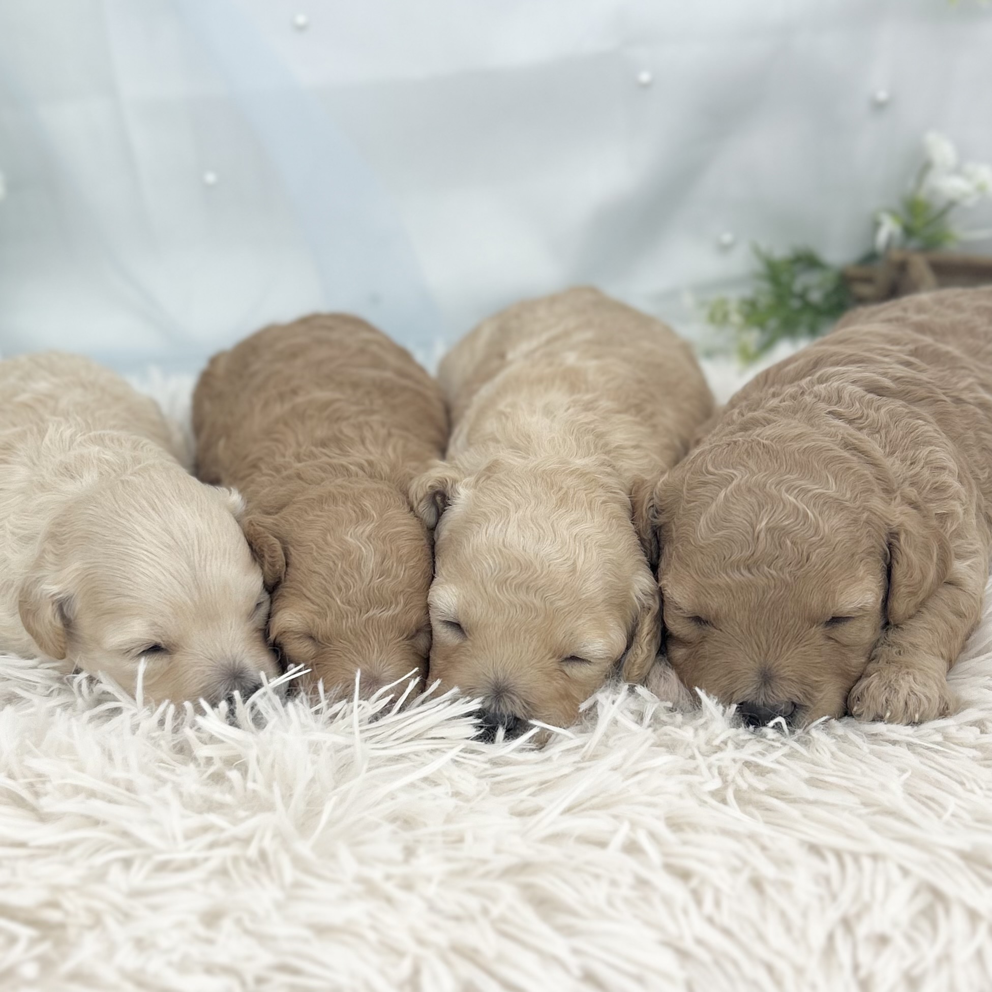 愛知県のハーフ犬・ミックス犬 (ファミリーペット 豊明店/2026年6月5日生まれ/女の子/アプリコット)の子犬の1枚目の画像