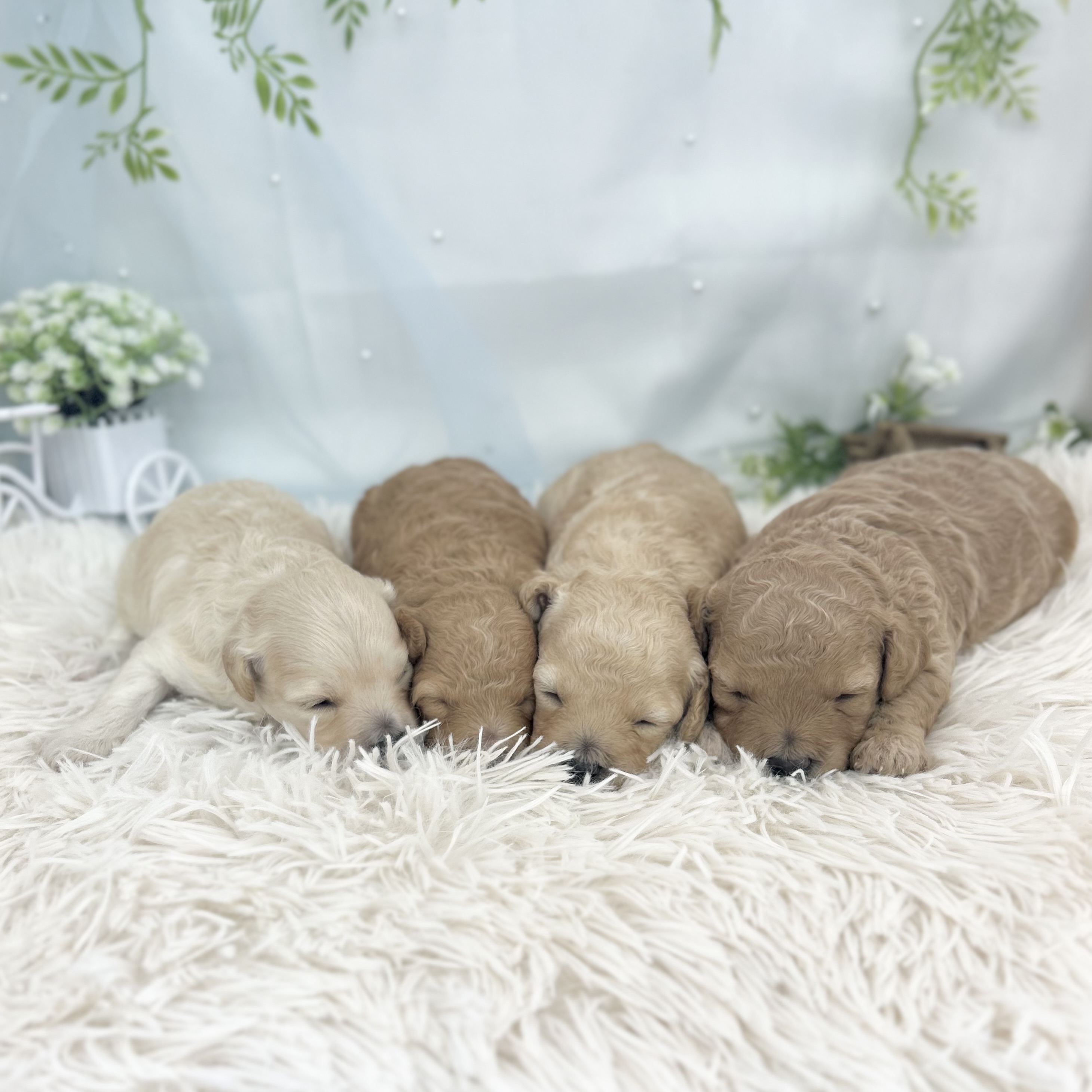 愛知県のハーフ犬・ミックス犬 (ファミリーペット 豊明店/2026年6月5日生まれ/女の子/アプリコット)の子犬の2枚目の画像